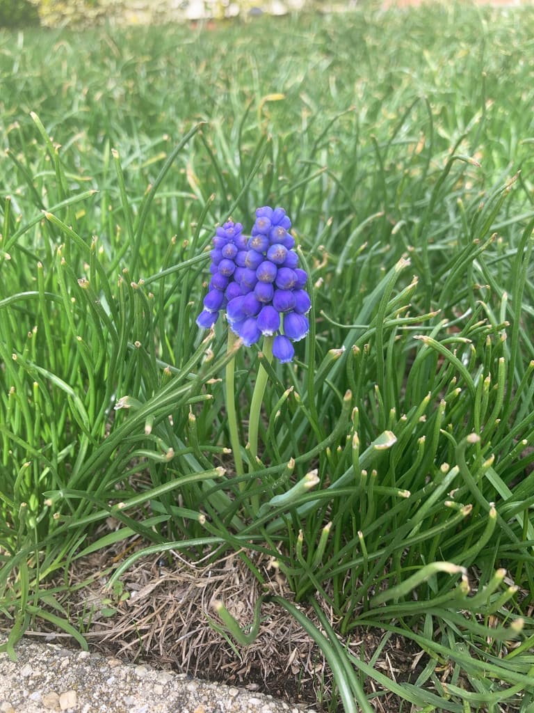 Armenian Grape Hyacinth