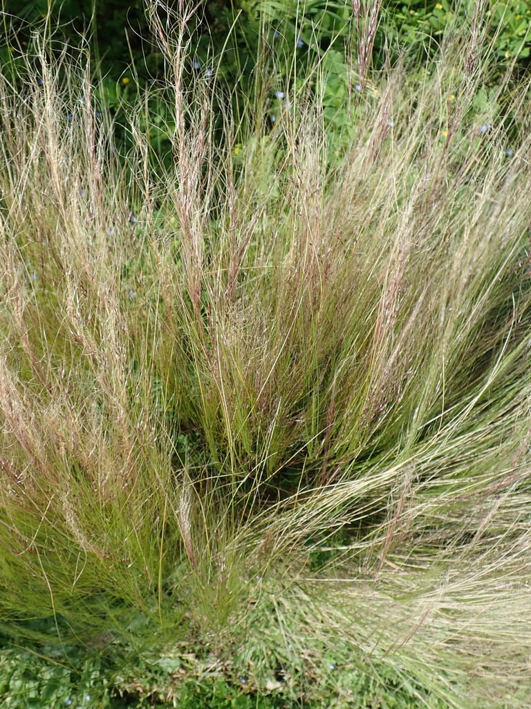 Finestem Needlegrass