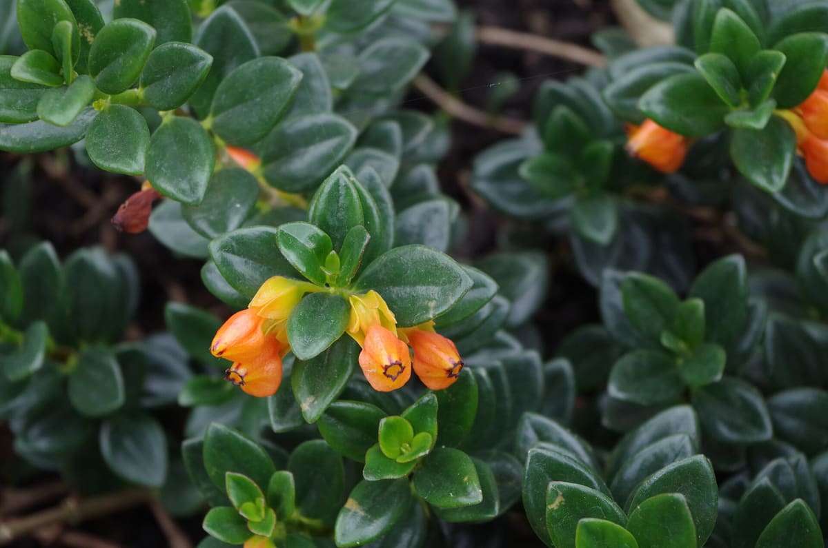Nematanthus gregarius