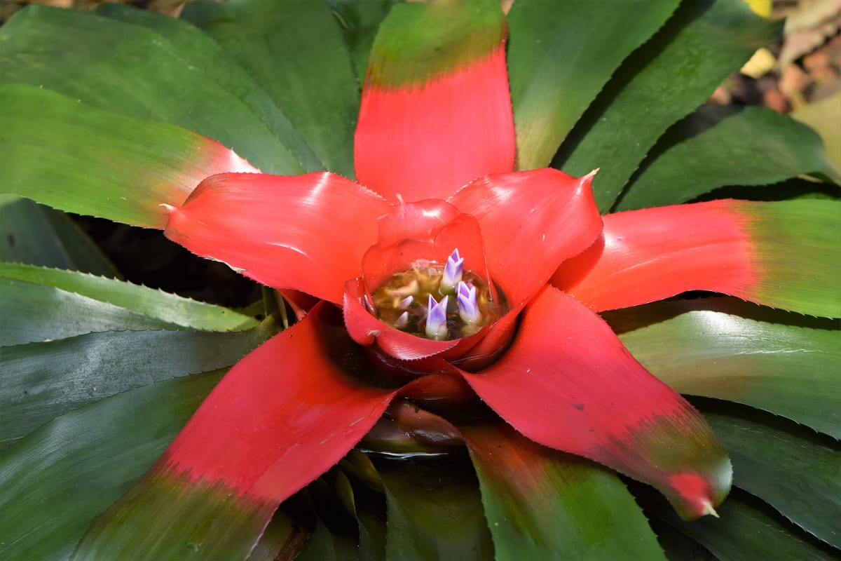 Blushing Bromeliad
