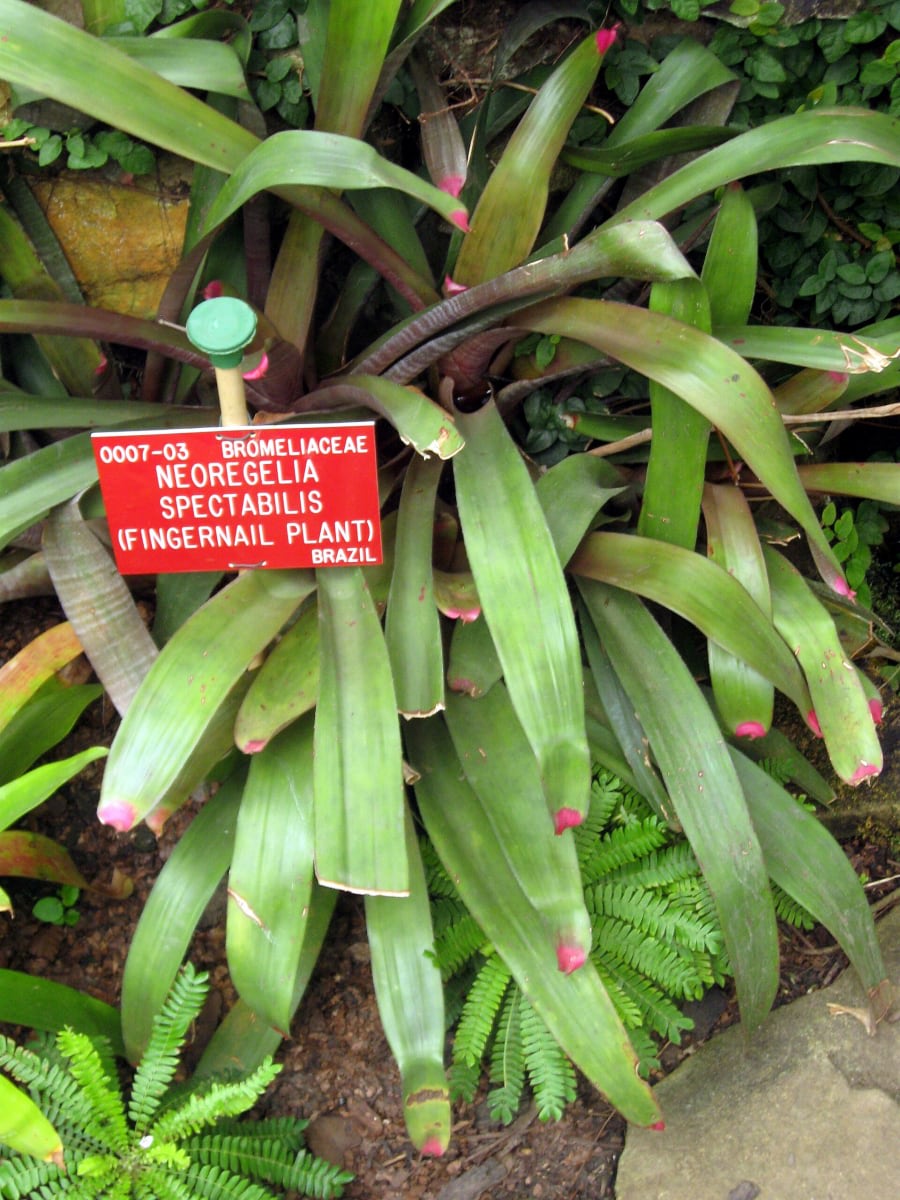 Neoregelia spectabilis