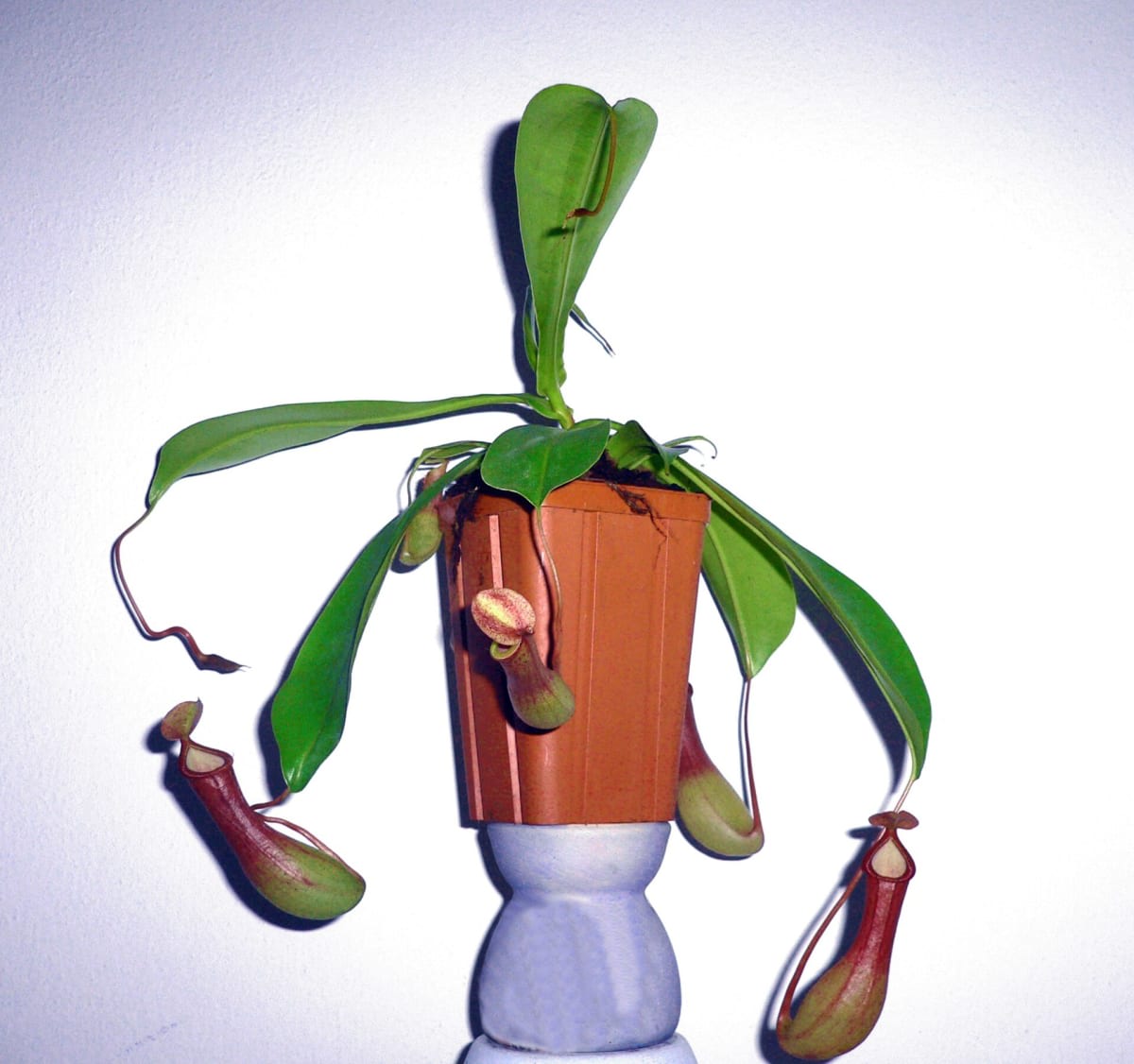 Winged Pitcher Plant