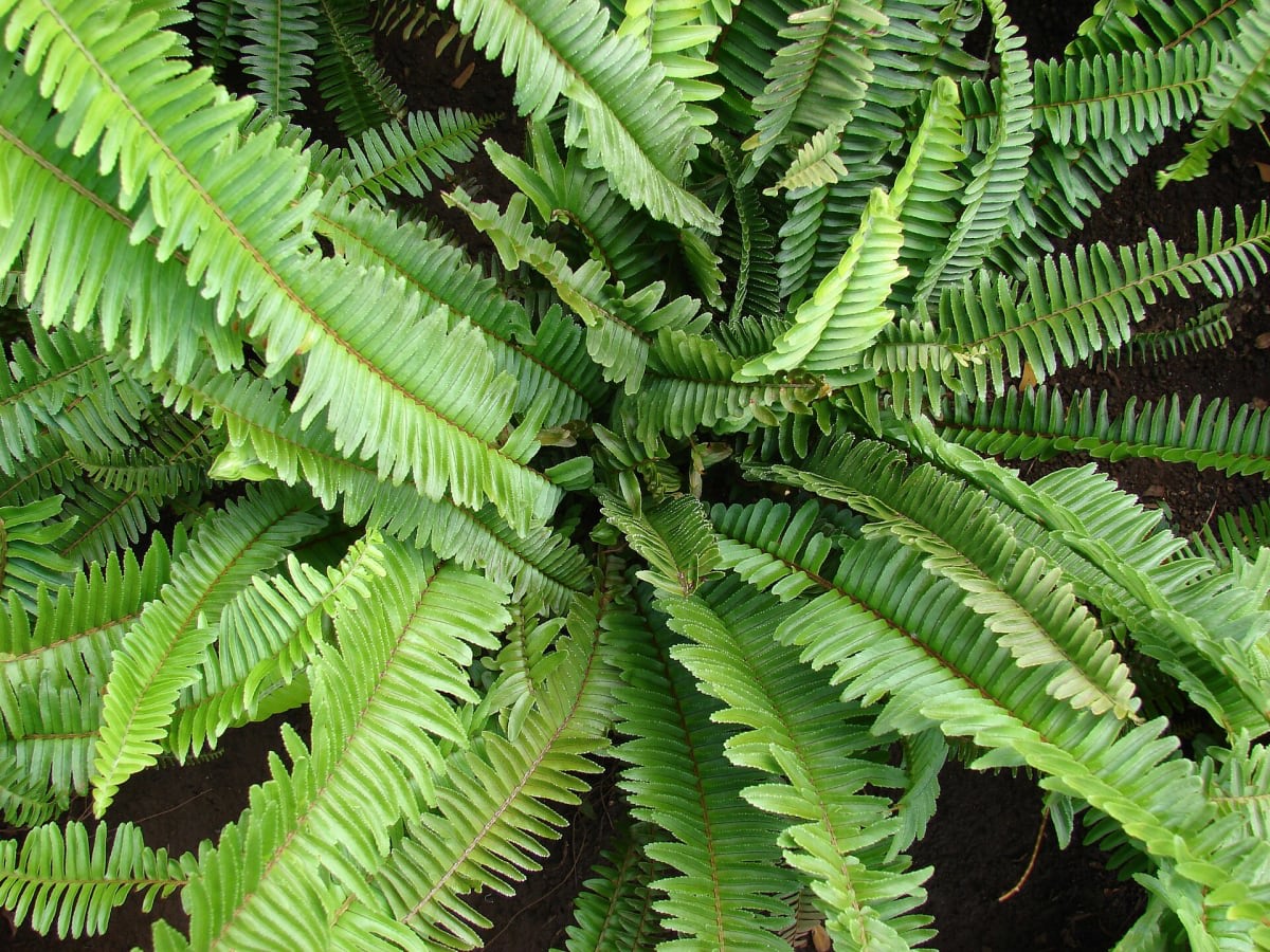 Narrow Swordfern