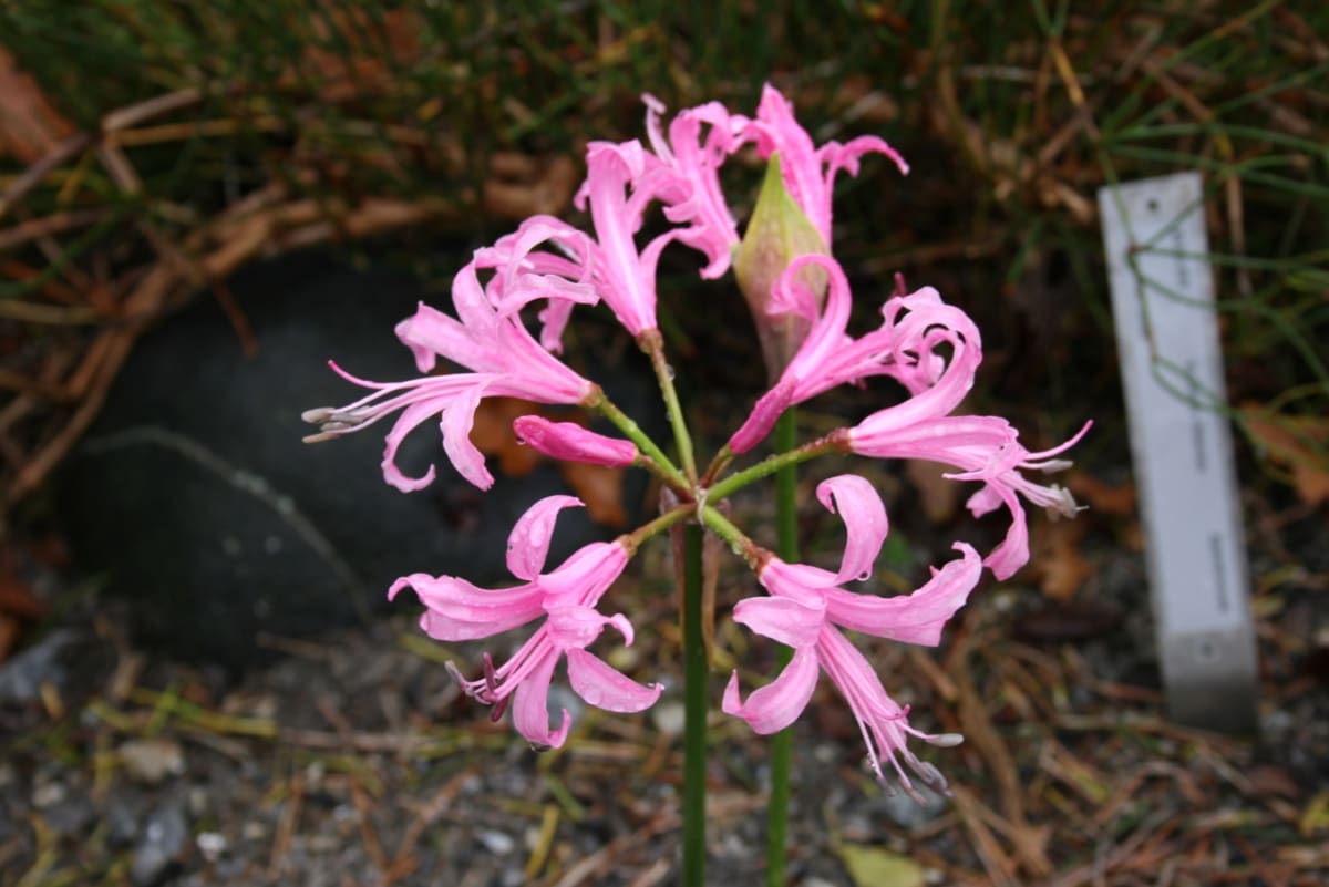 Nerine bowdenii
