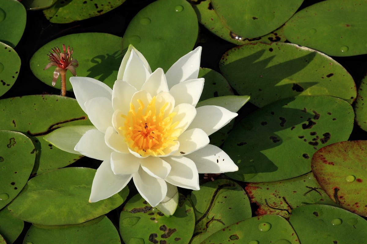 American White Waterlily