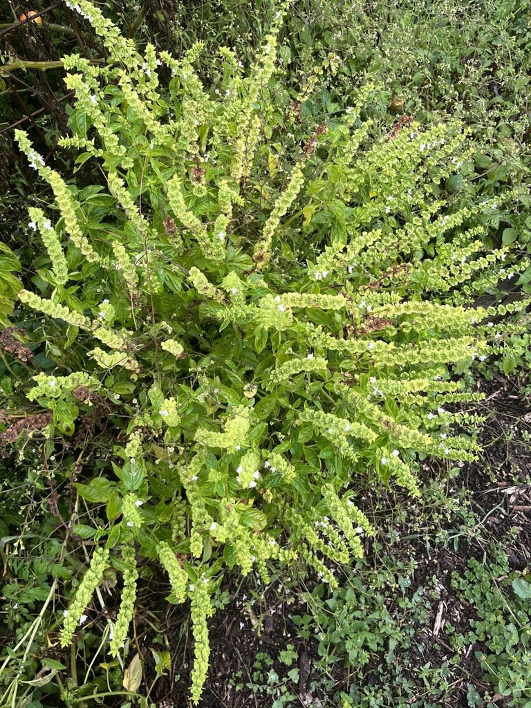 Basil