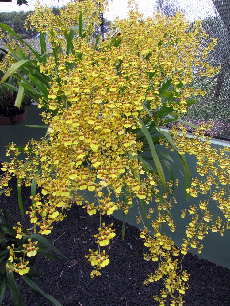 Dancing Lady Orchid