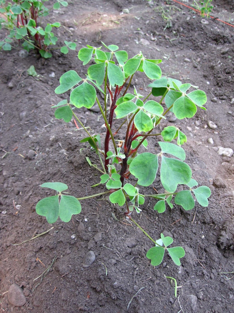 Oca
