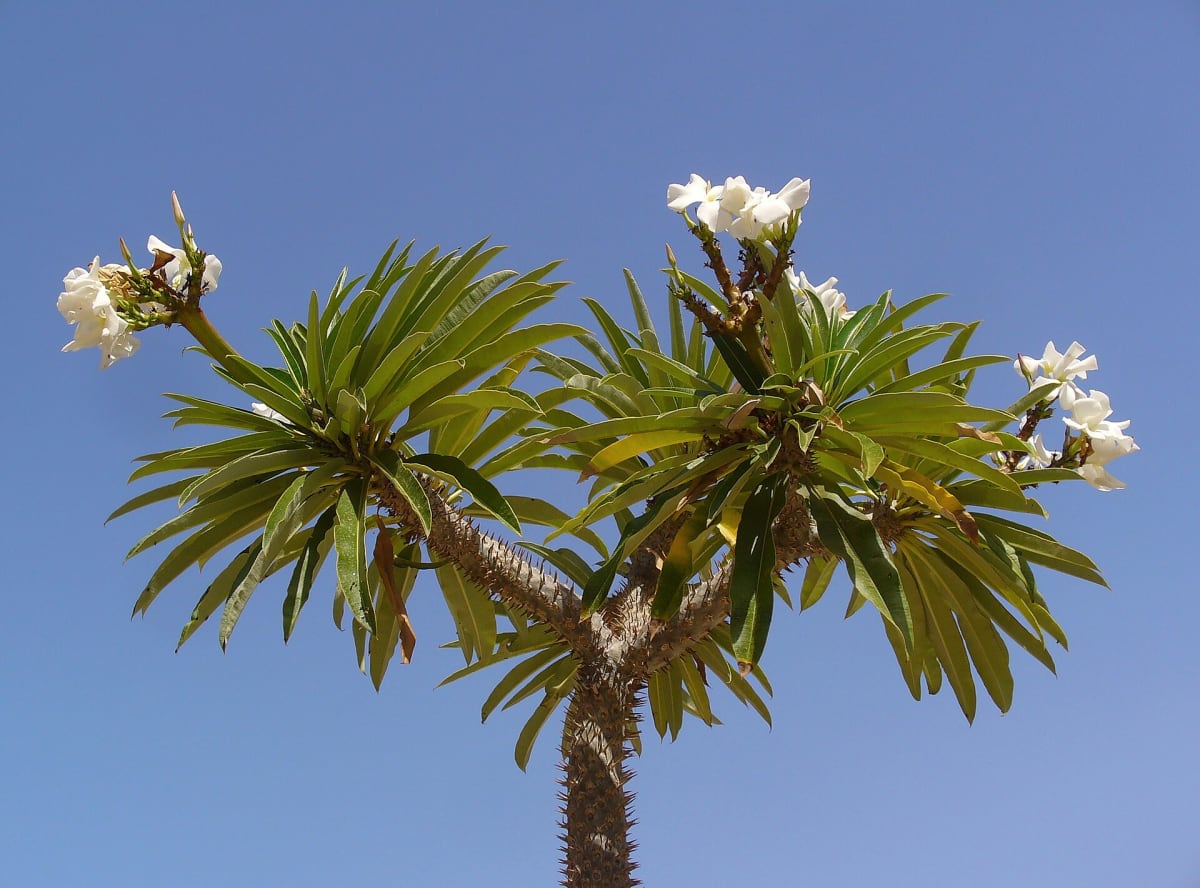 Pachypodium lamerei
