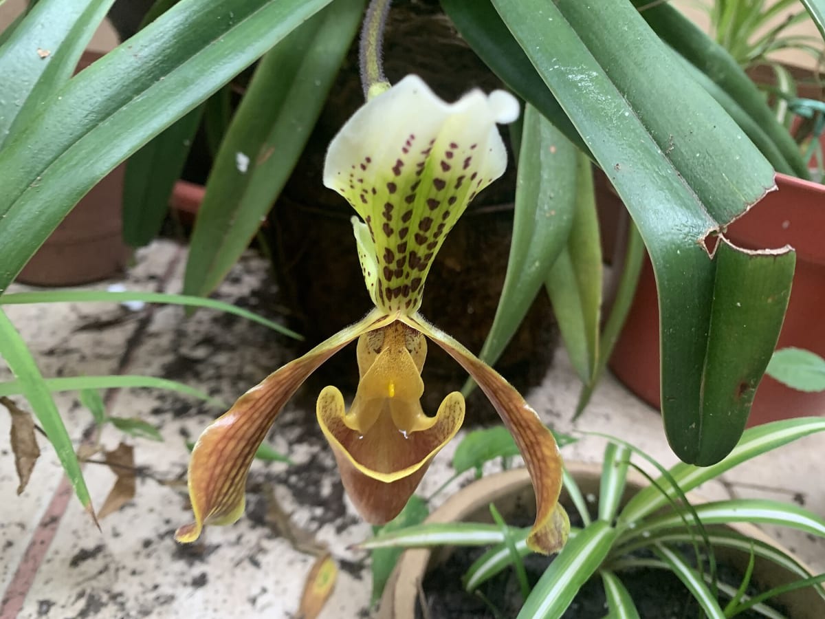 Splendid Paphiopedilum