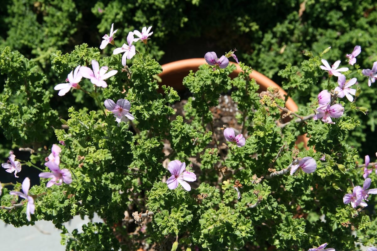 Pelargonium crispum