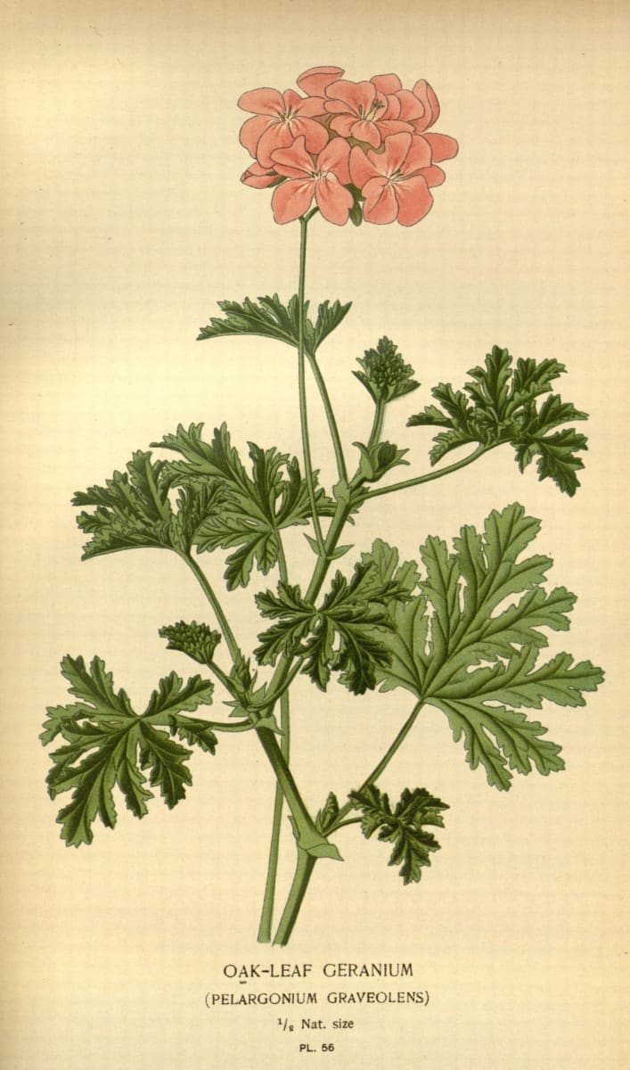Sweet Scented Geranium