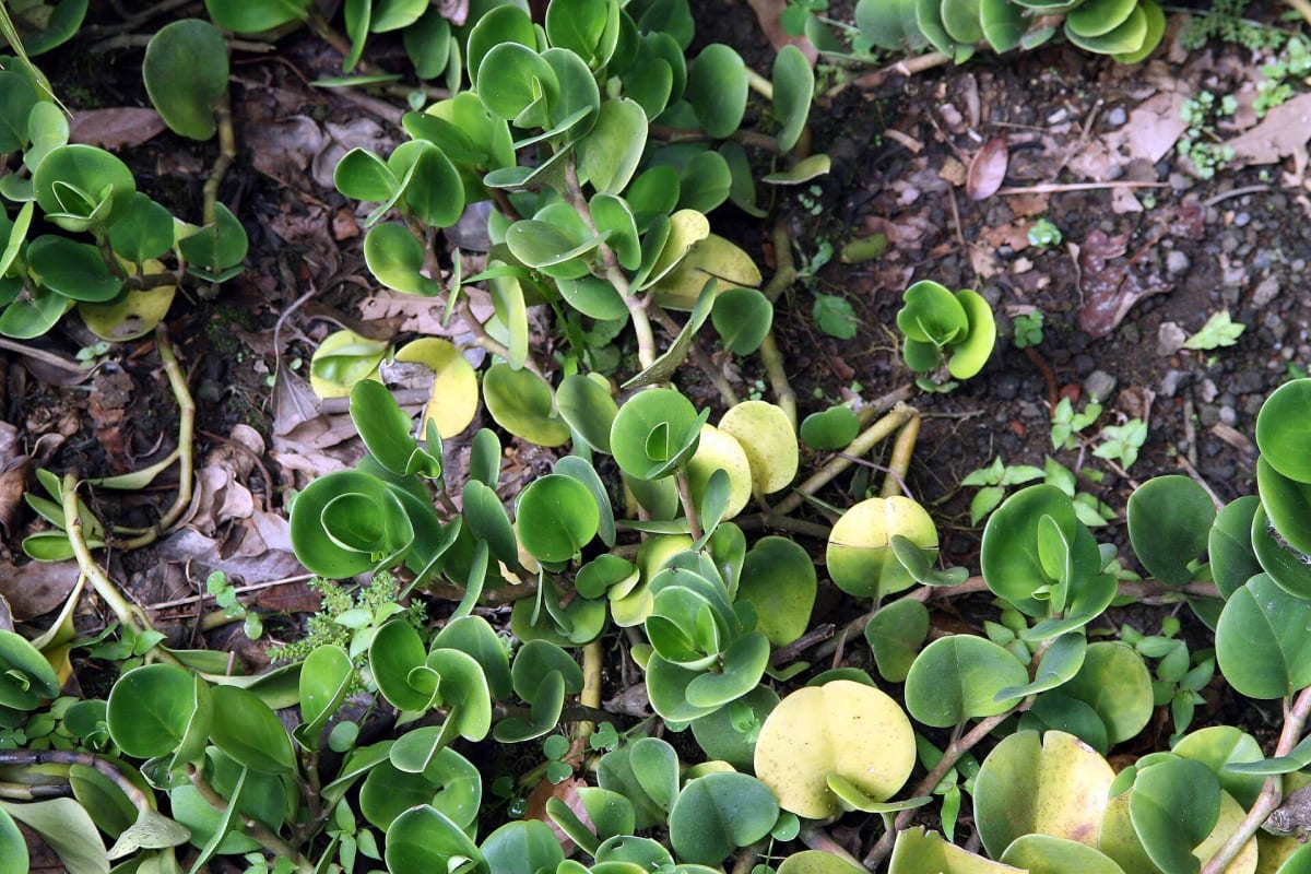 Baby Rubber Plant