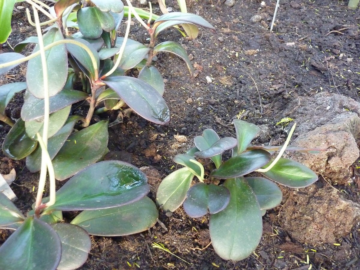 Peperomia clusiifolia