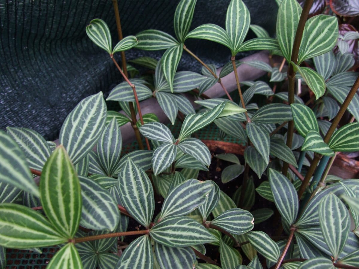 Peperomia tetragona