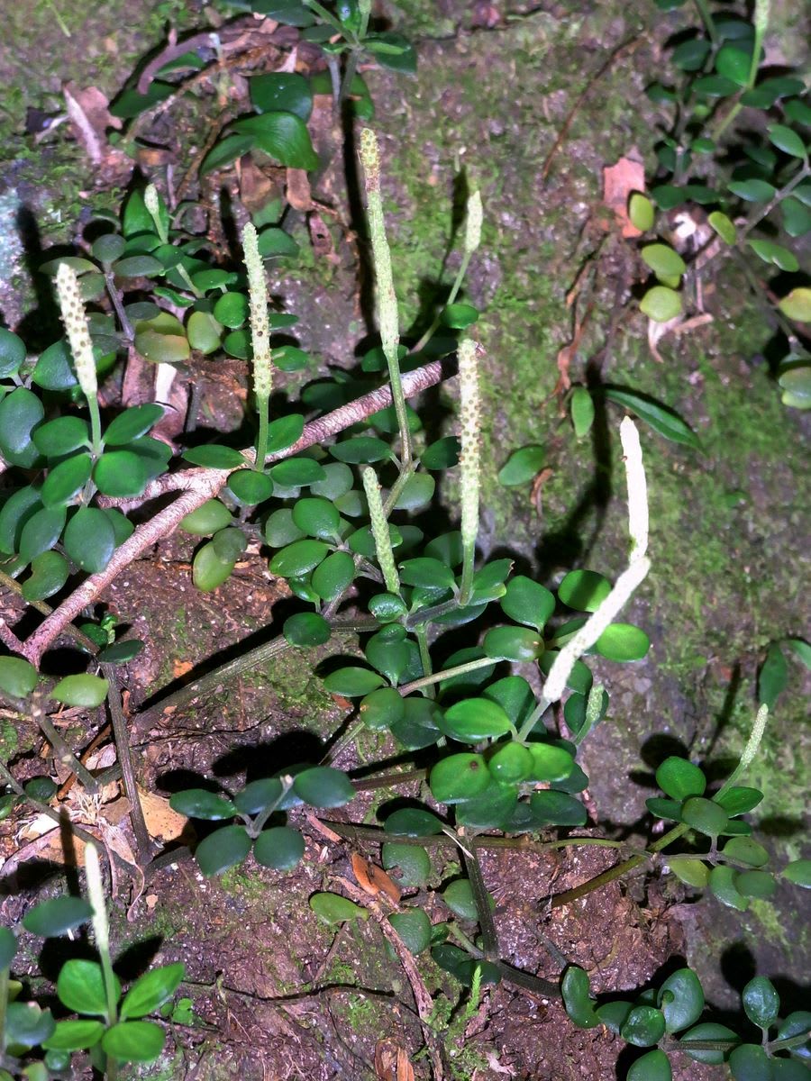 Acorn Peperomia