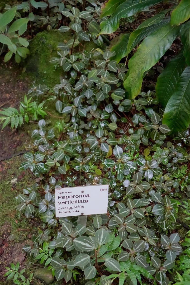 Peperomia verticillata