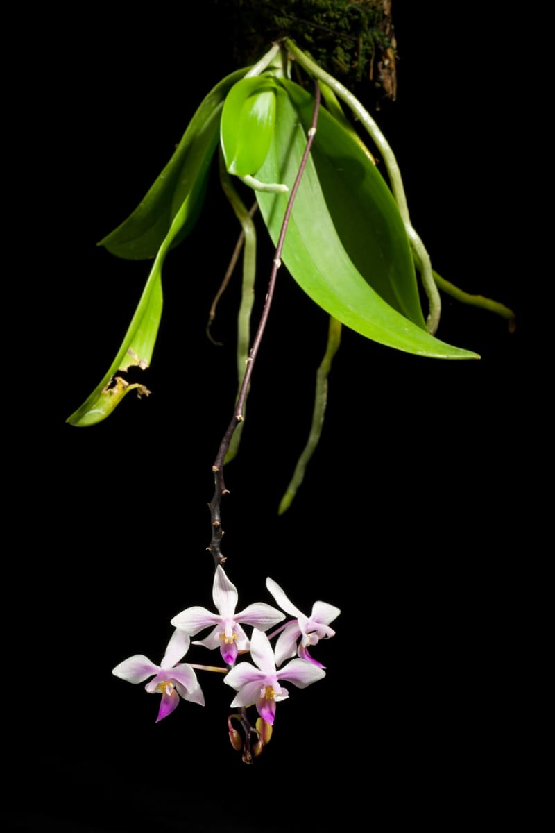 Phalaenopsis equestris