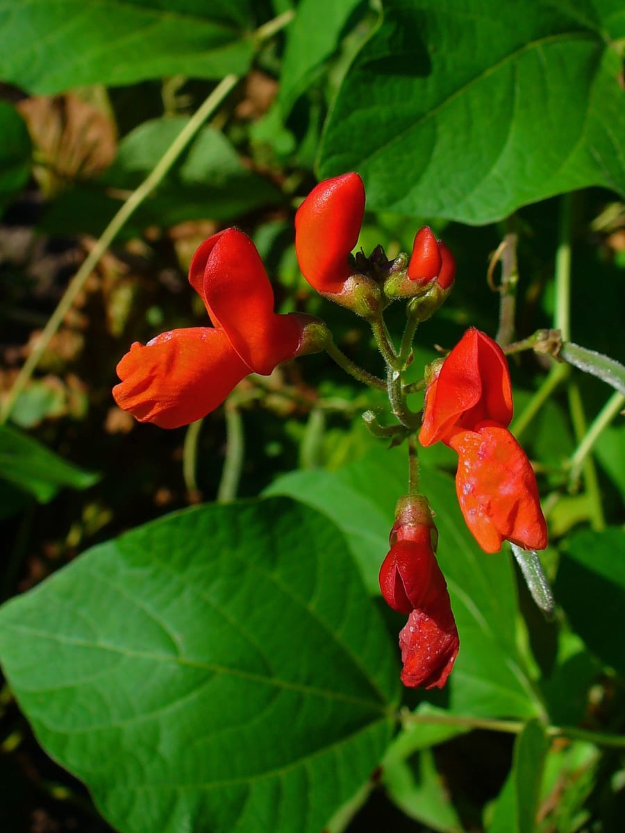 Scarlet Runner