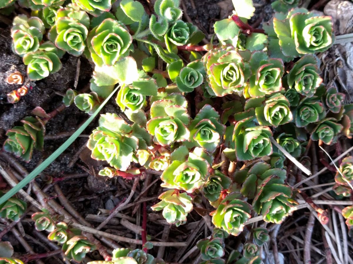 Caucasian Stonecrop