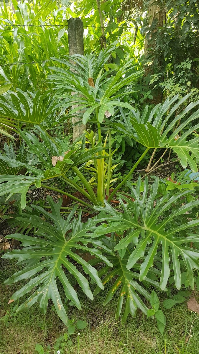 Tree Philodendron