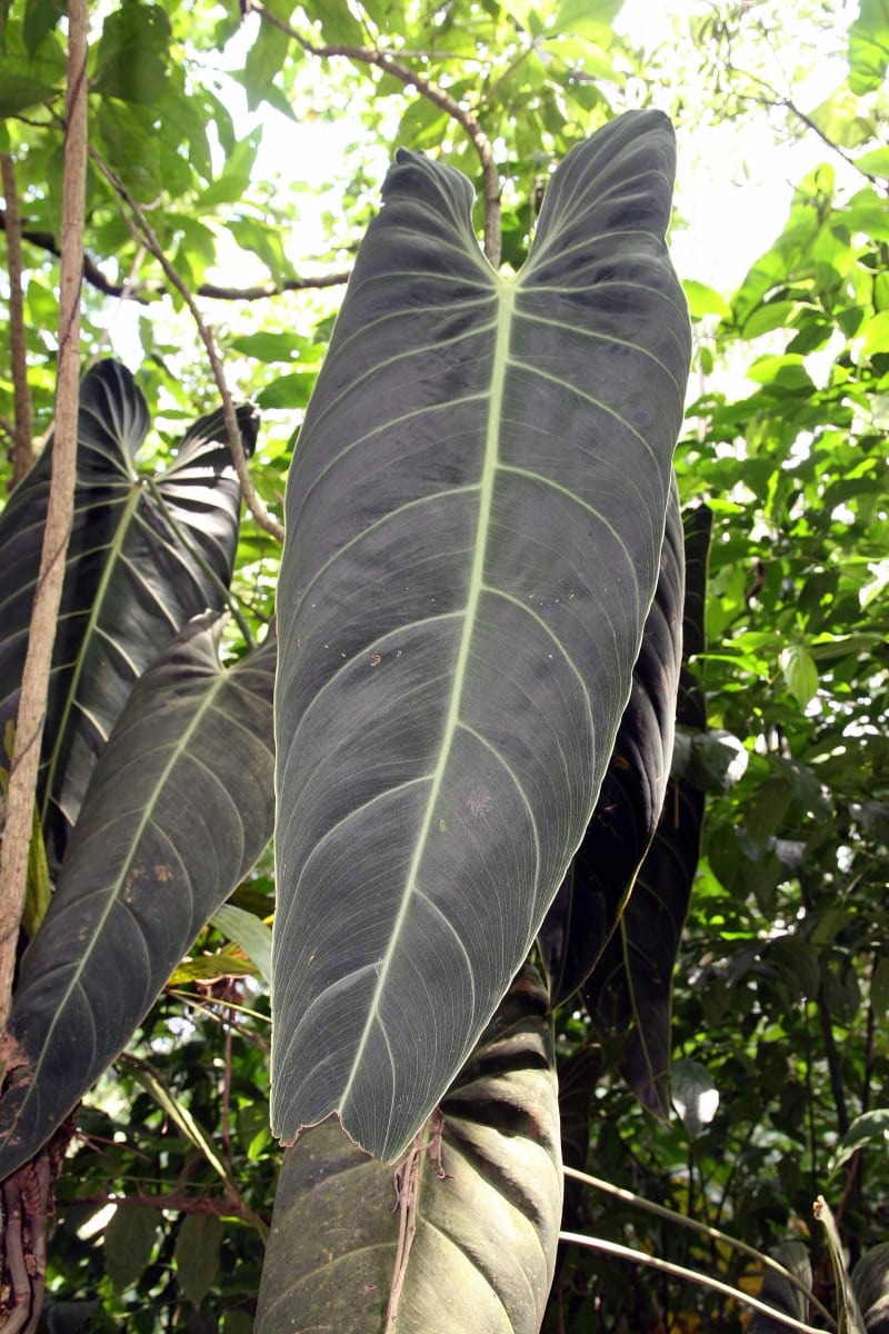 Black Gold Philodendron