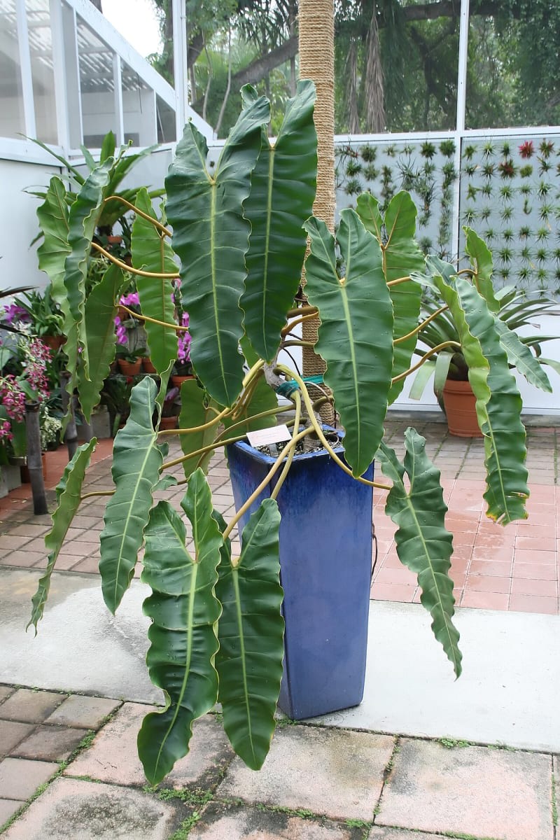 Philodendron billietiae