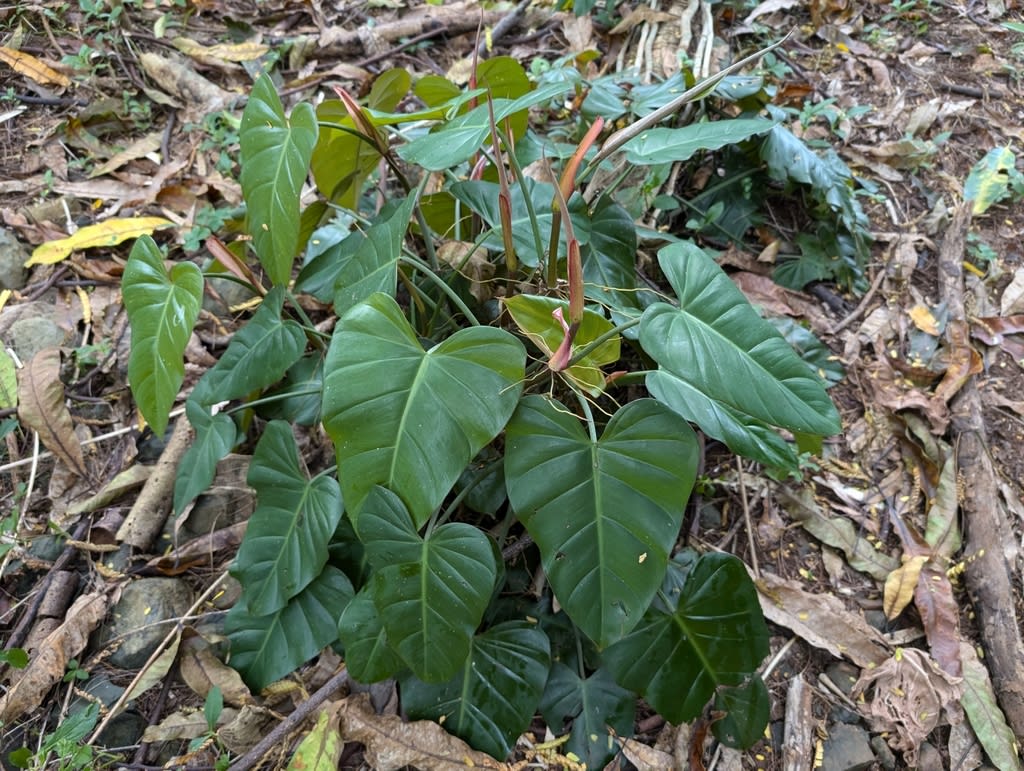 Philodendron erubescens