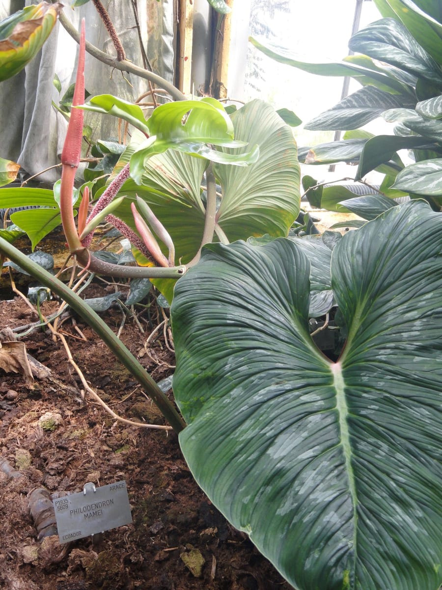 Philodendron mamei