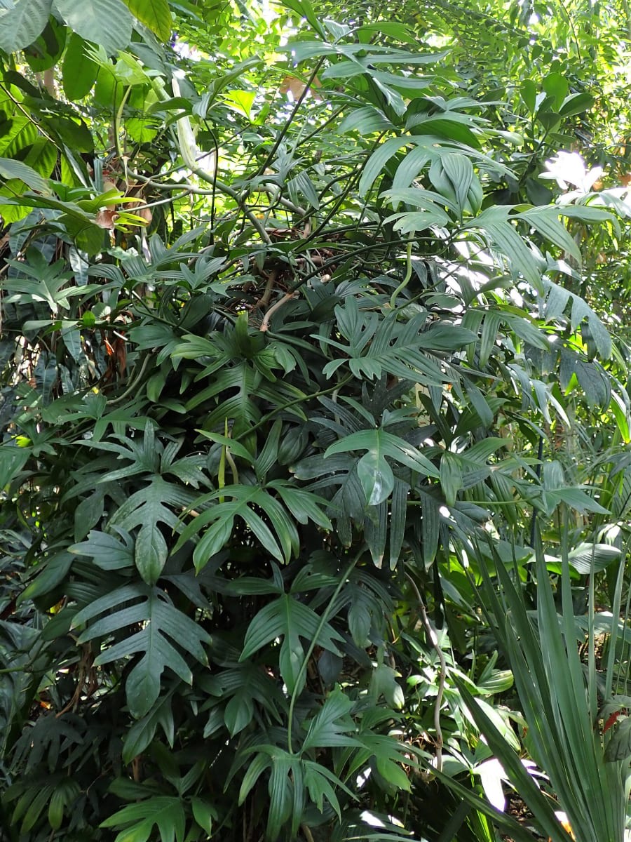 Philodendron pedatum