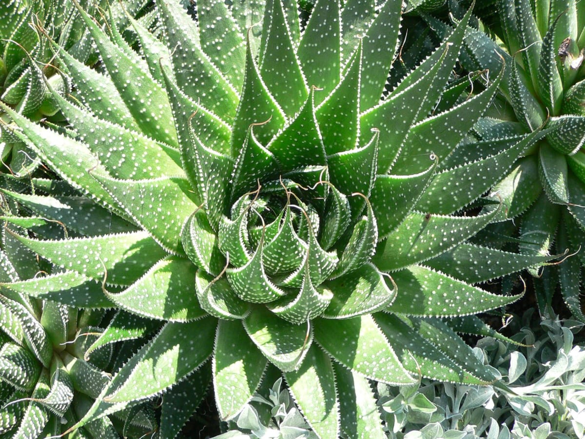 Aristaloe aristata
