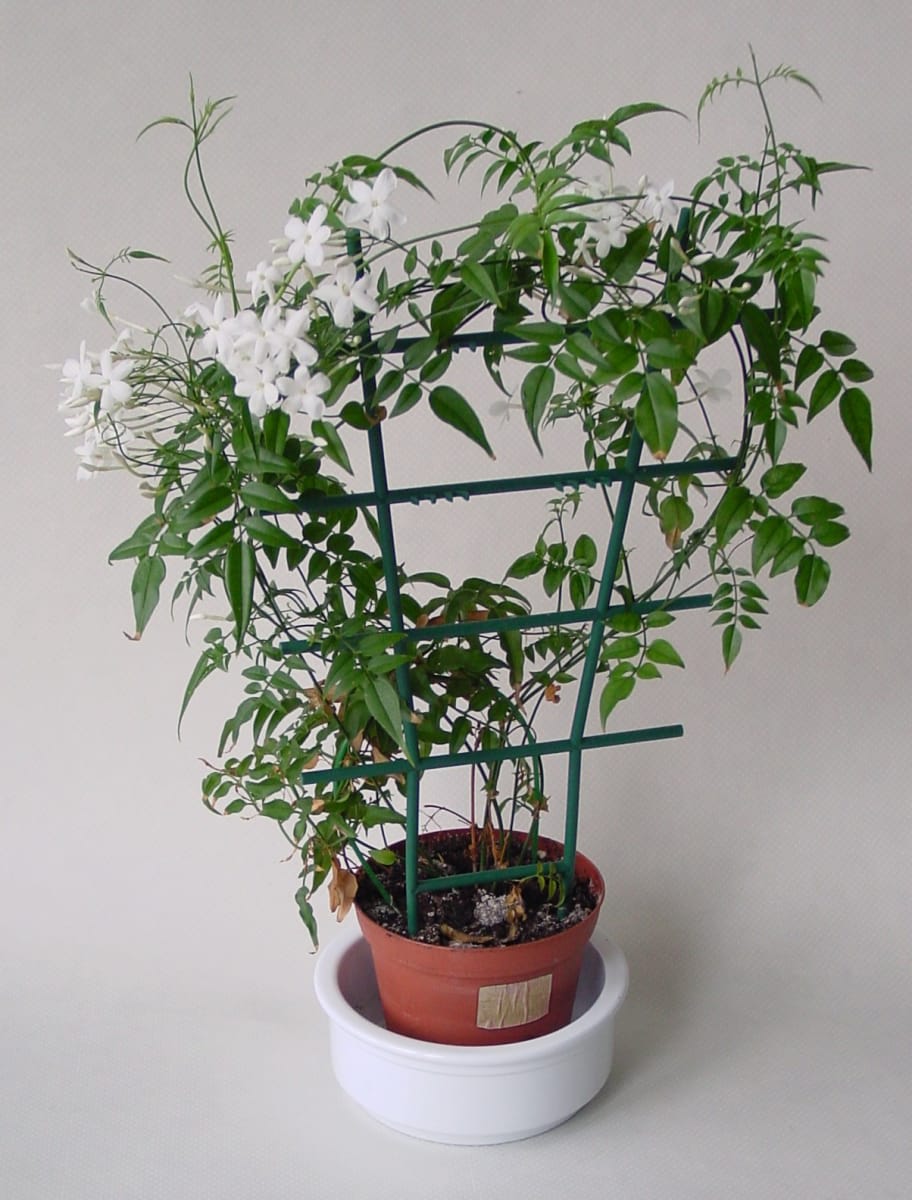 Jasminum polyanthum