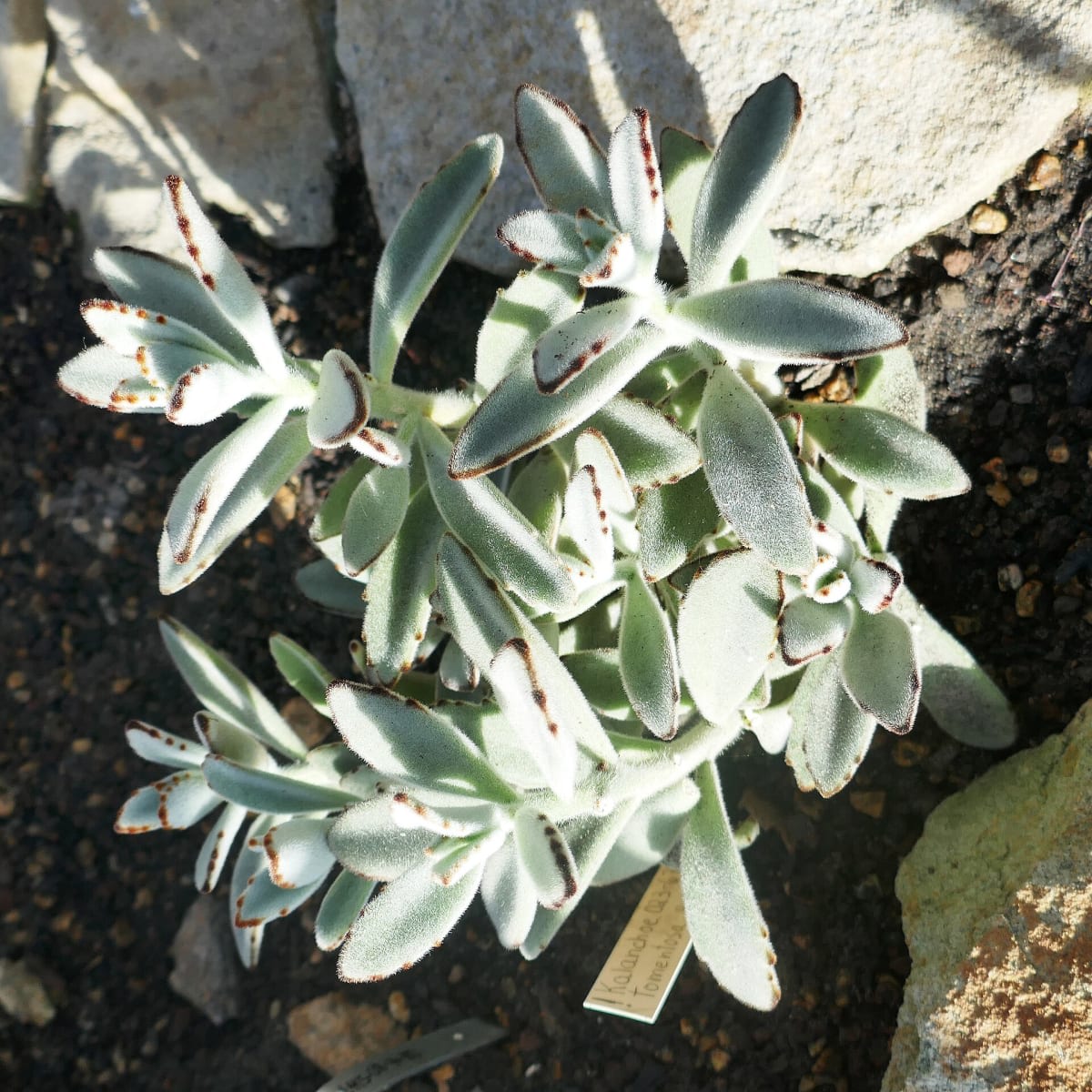 Kalanchoe tomentosa