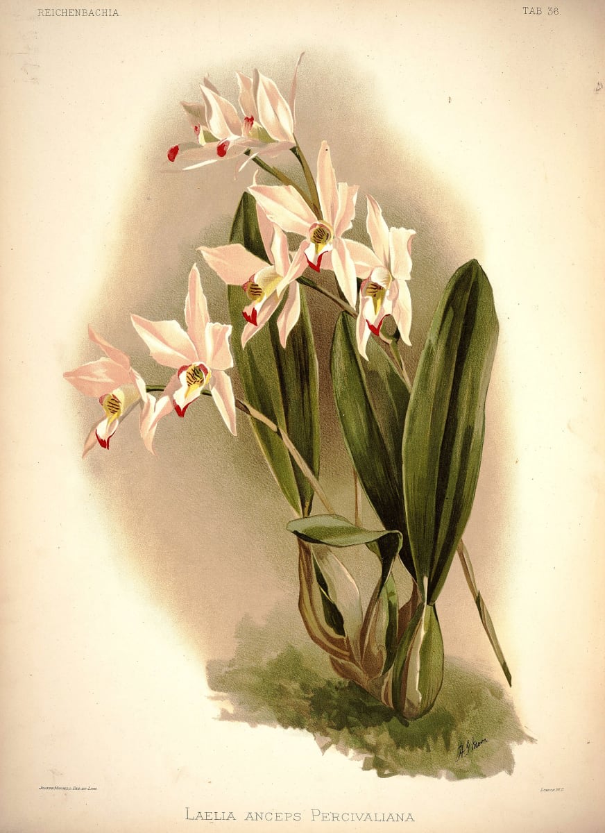 Laelia anceps