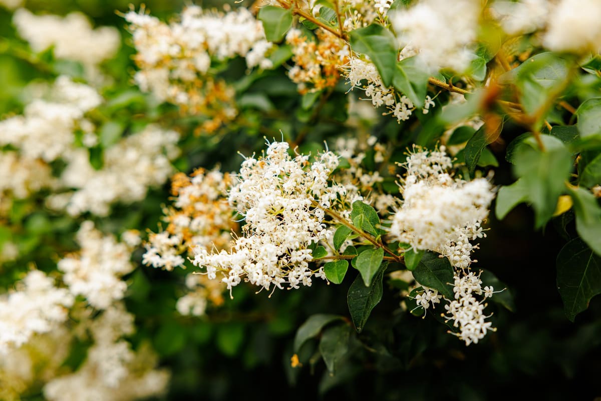 Chinese Privet