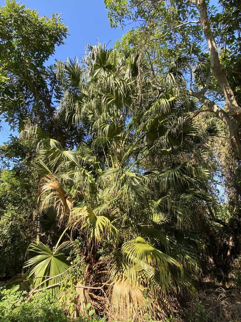 Chinese Fan Palm
