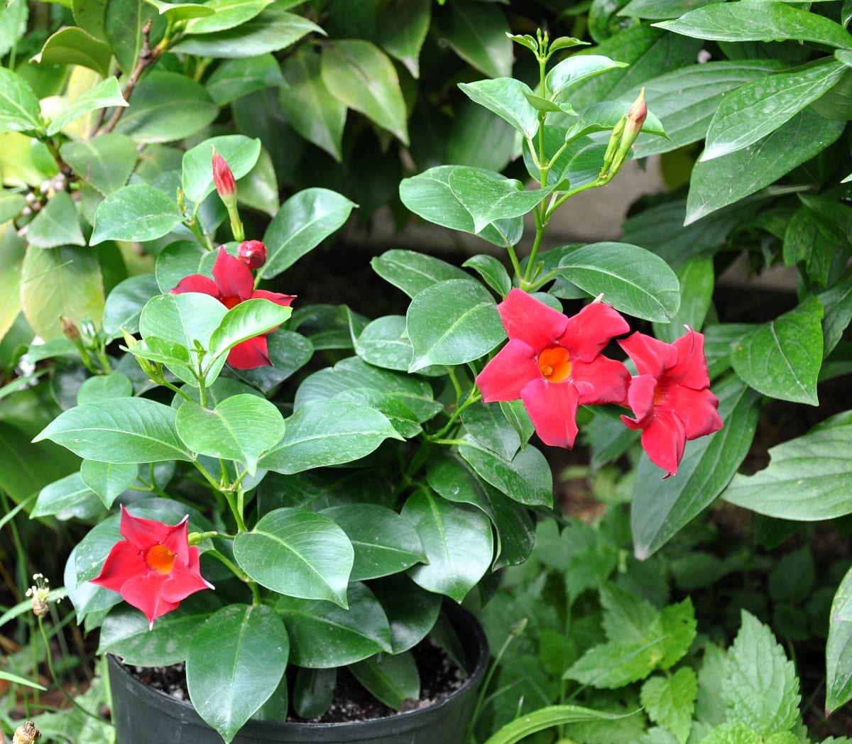 Brazilian Jasmine