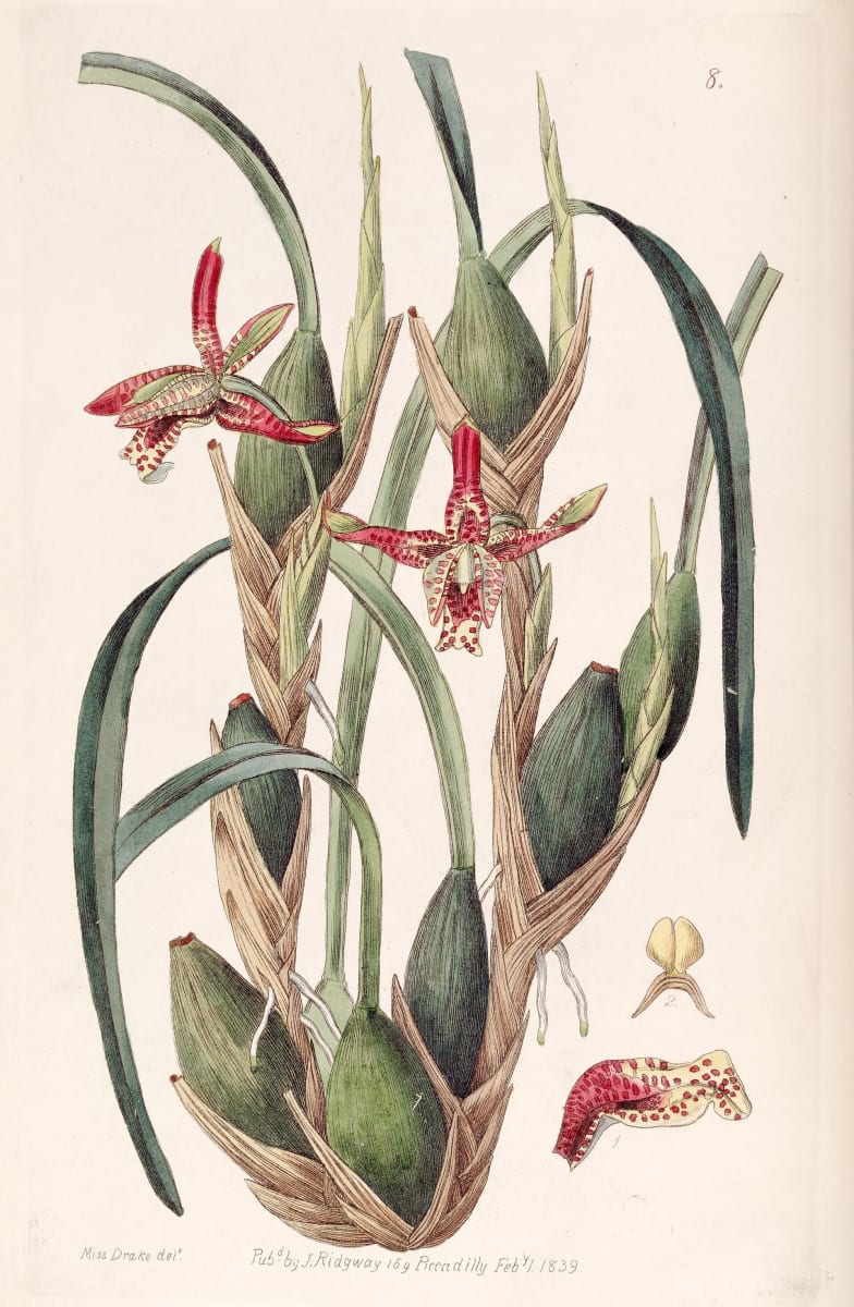 Coconut Orchid
