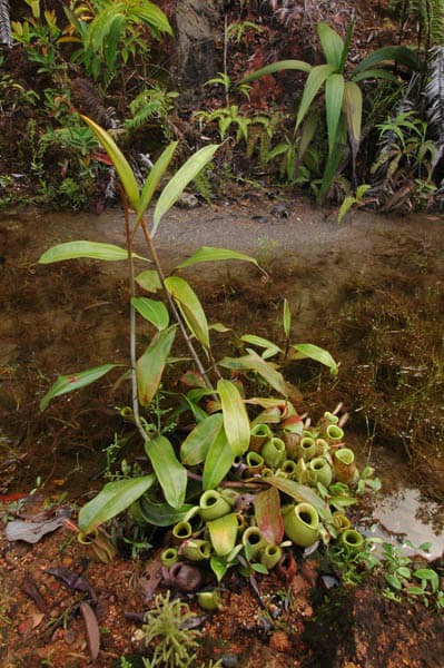 Flask-shaped Pitcher-plant