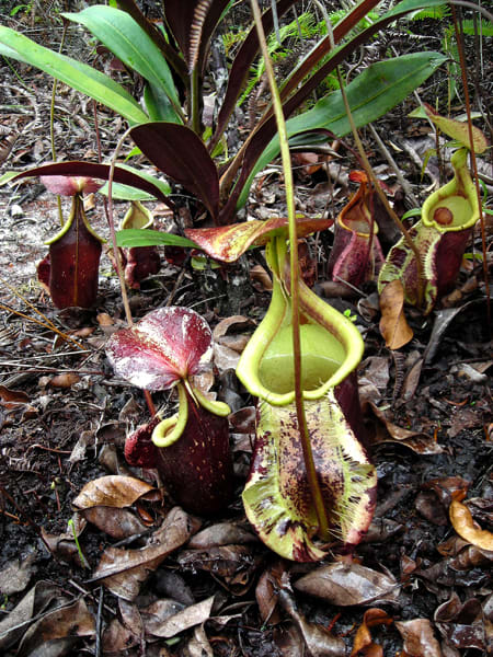 Raffles' Pitcher Plant