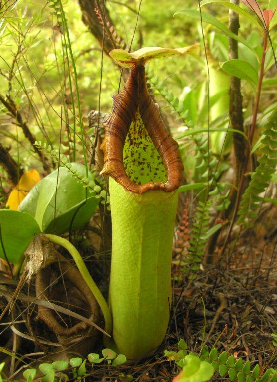 Pitcher Plant