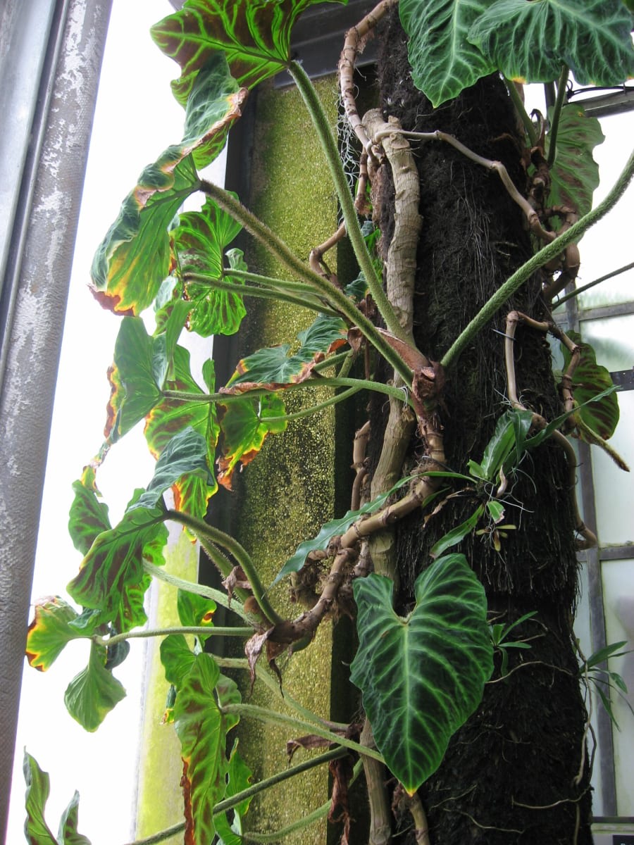 Philodendron verrucosum