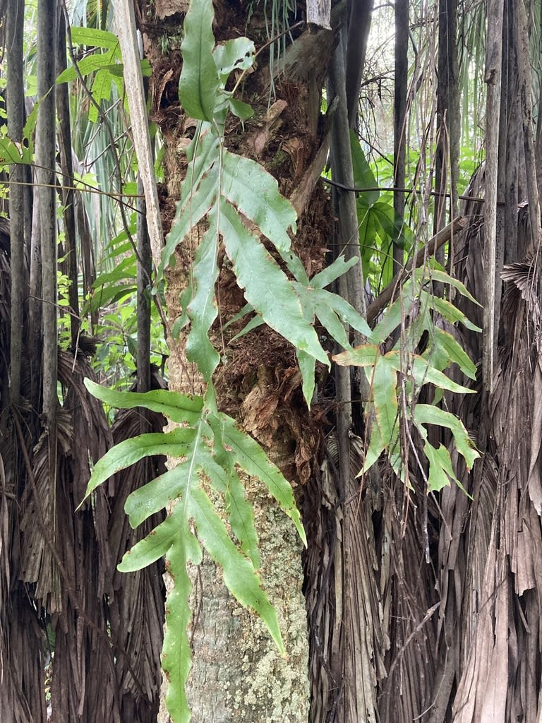 Golden Polypody
