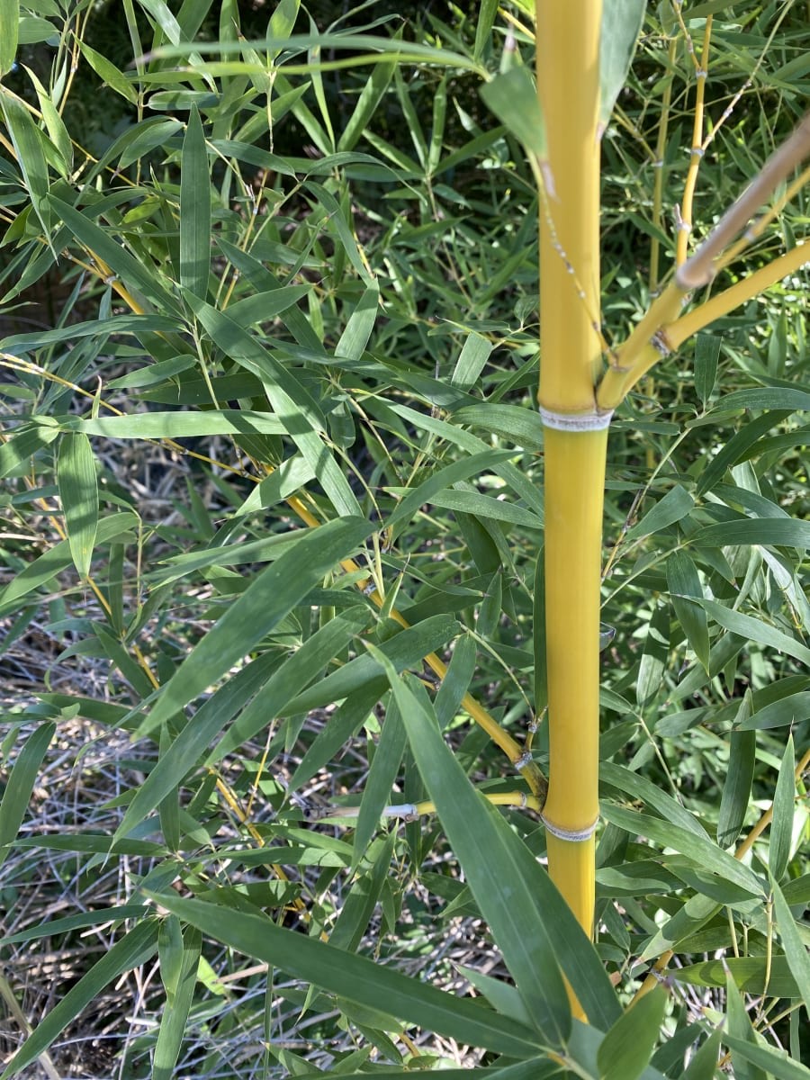 Golden Bamboo