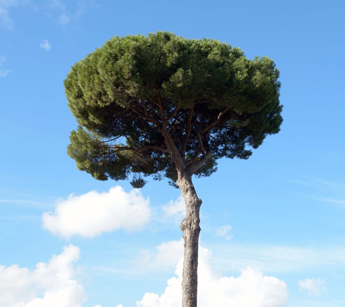 Stone Pine