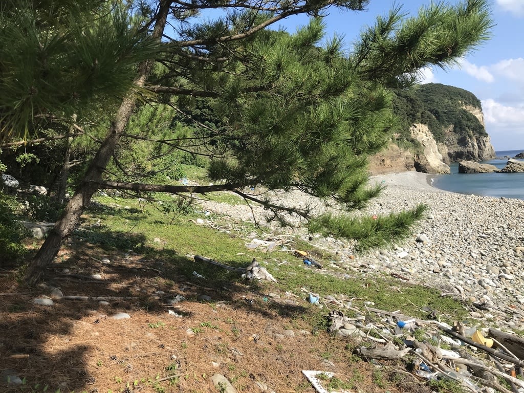 Japanese Black Pine