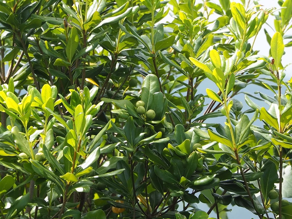 Japanese Cheesewood