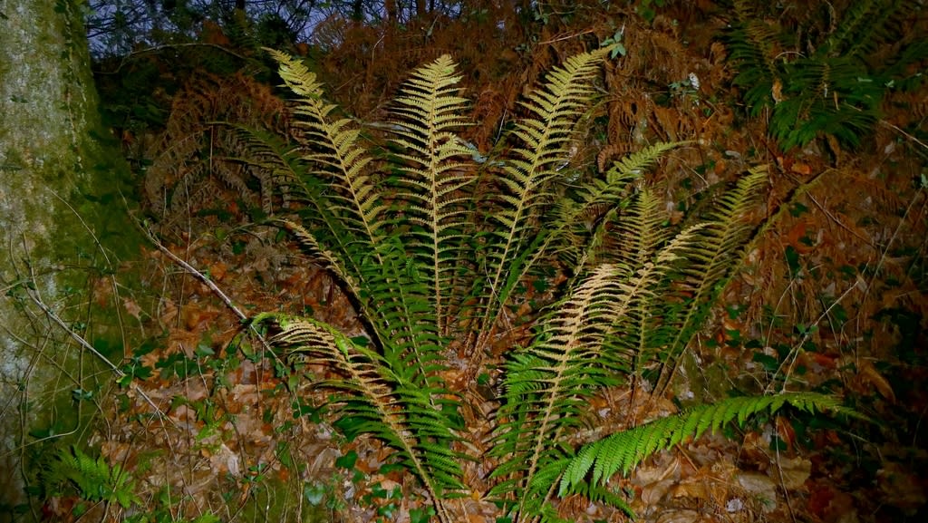 Soft Shield Fern