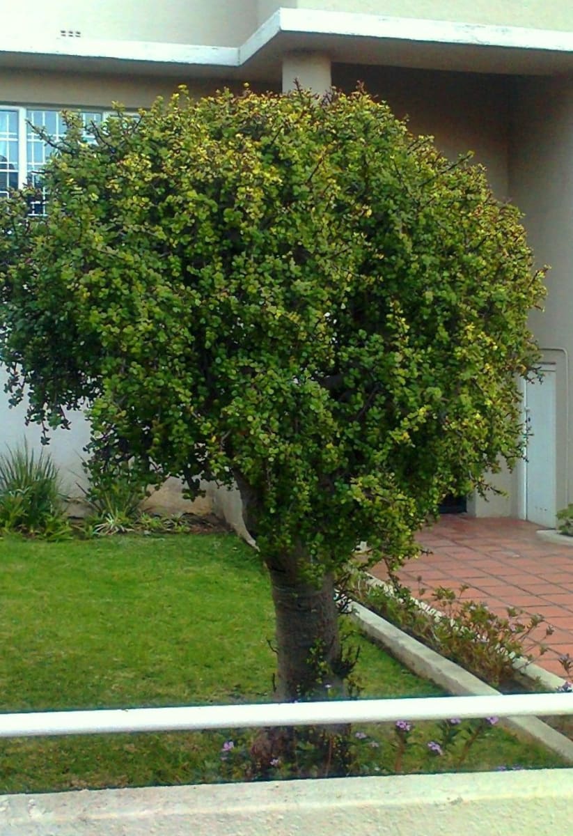 Elephant Bush