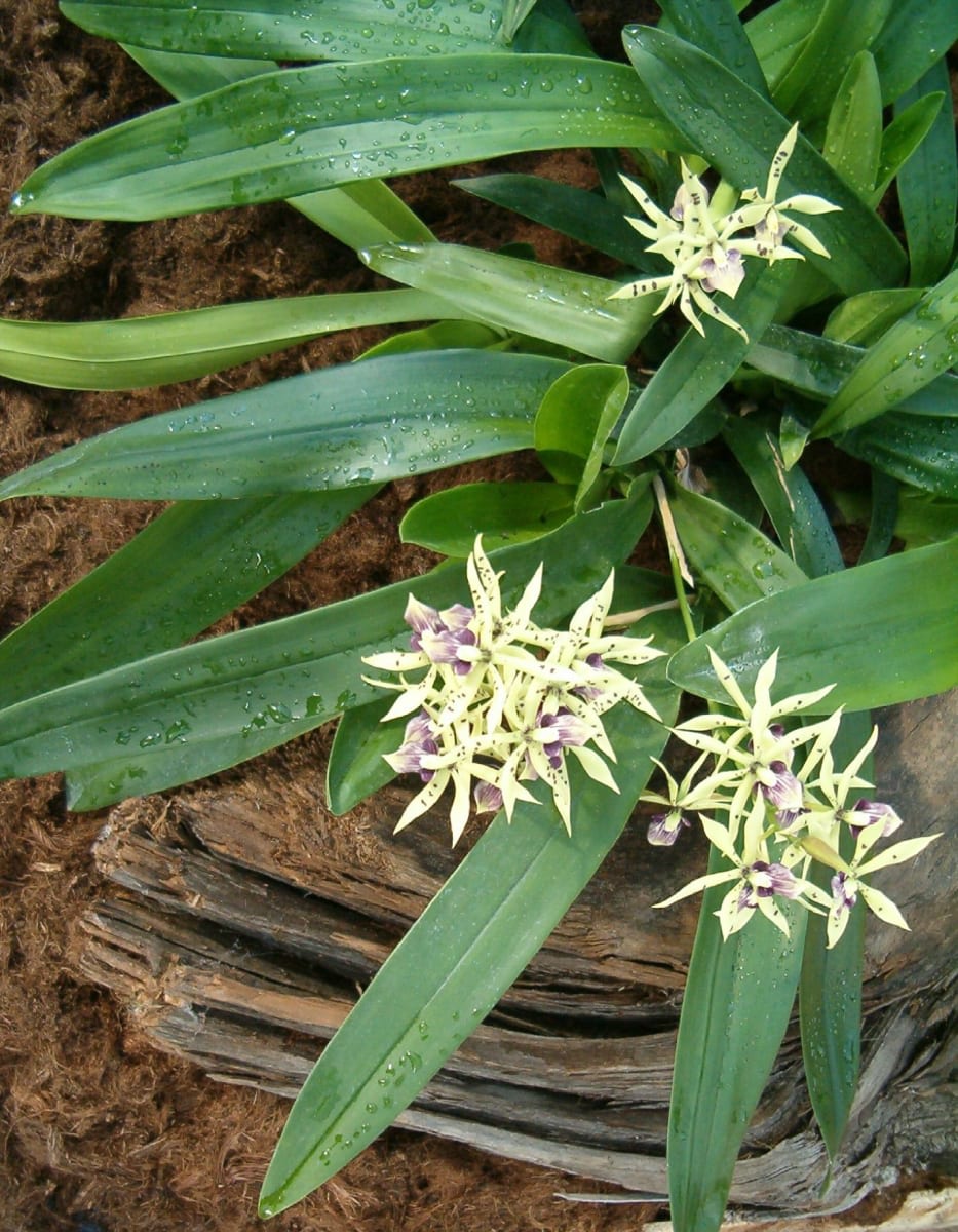 Cockleshell Orchid